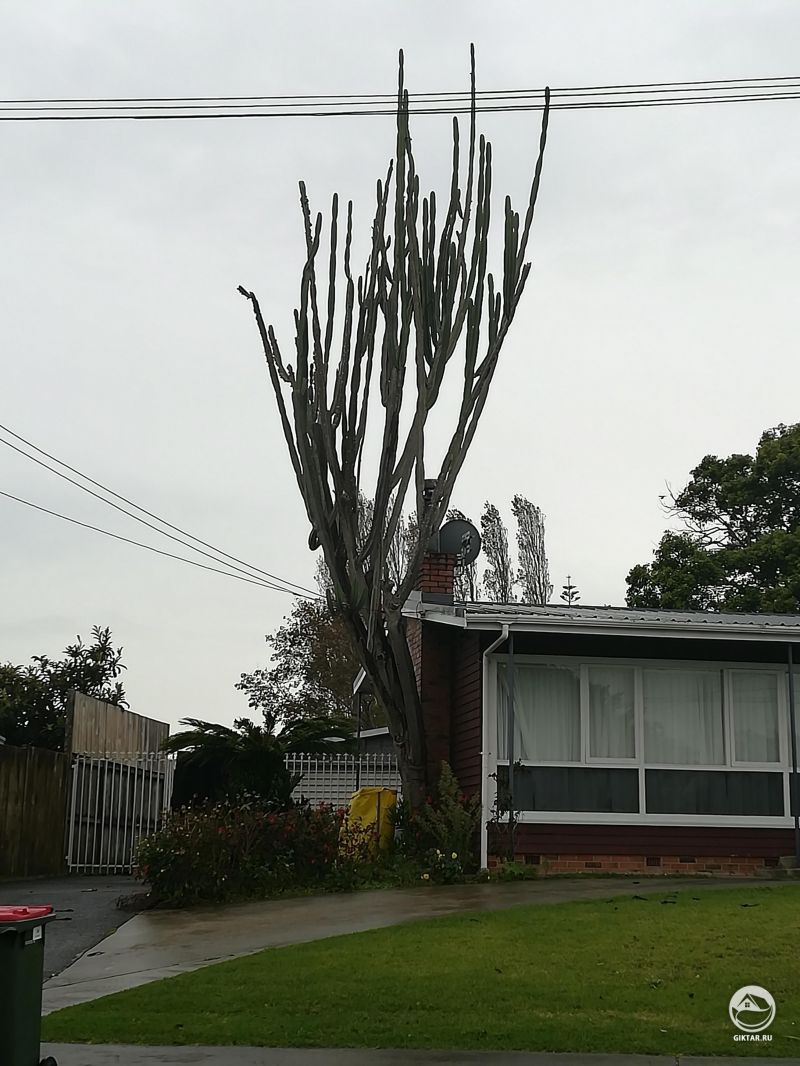 Кактус в пригороде