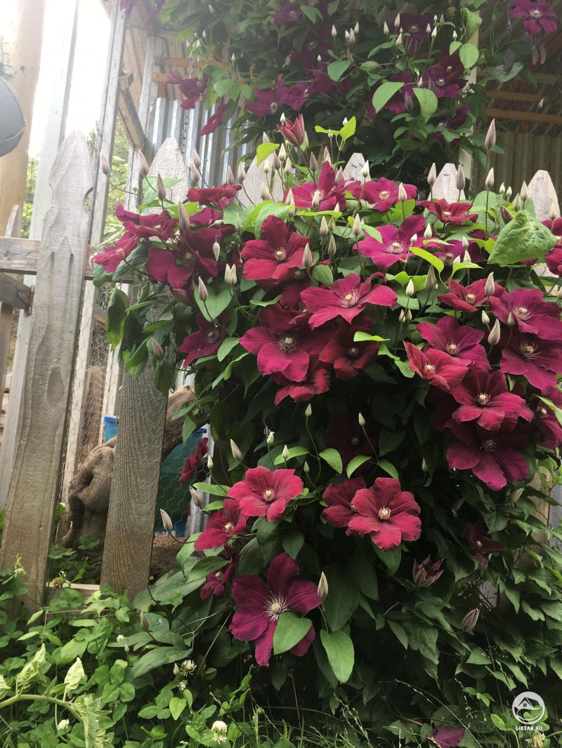 Счастливый Клематис