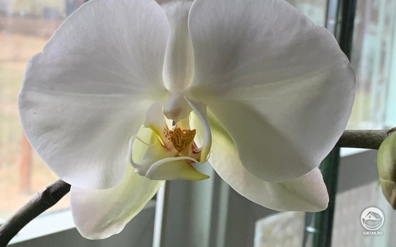 Фаленопсис Sogo Yukidian