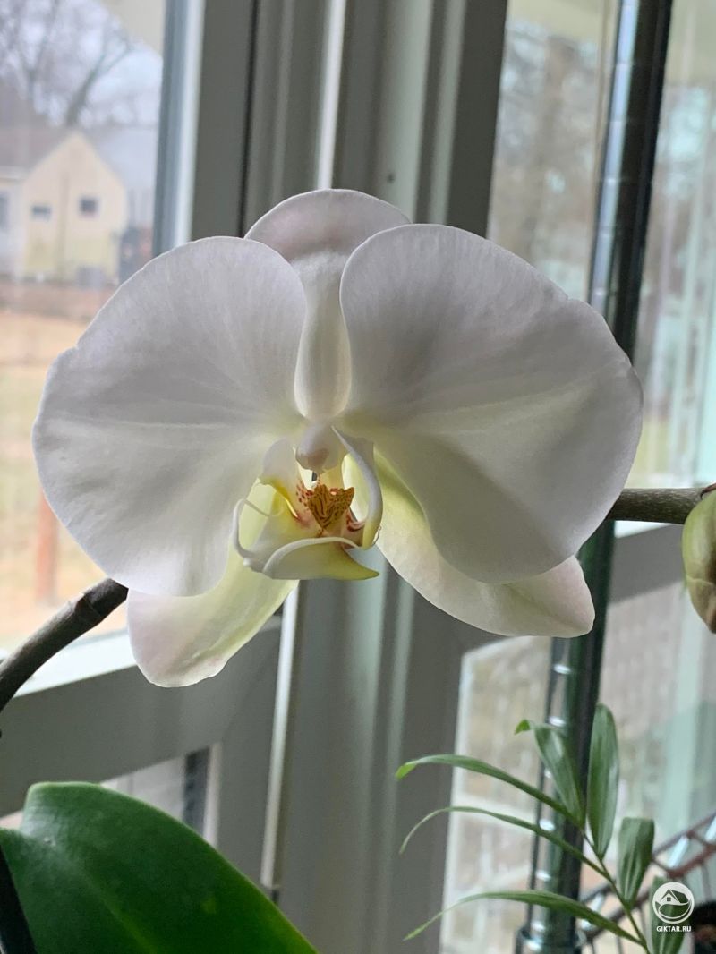 Фаленопсис Sogo Yukidian