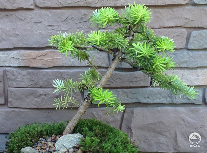 Пихта корейская . бонсай Пихта корейская . бонсай