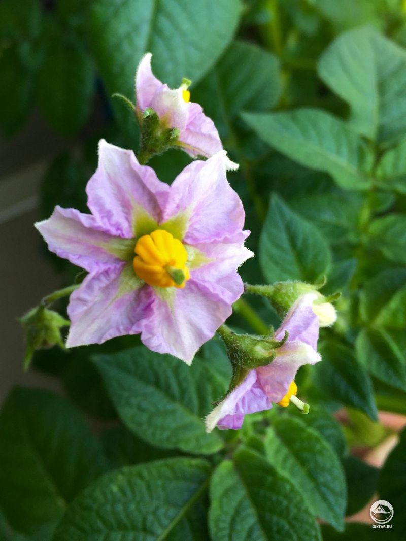 У картофеля прекрасные цветы.