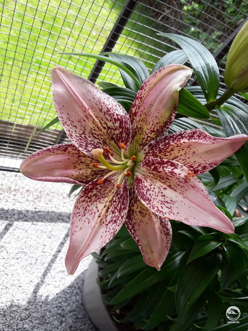 Мои красивые азиатские лилии .