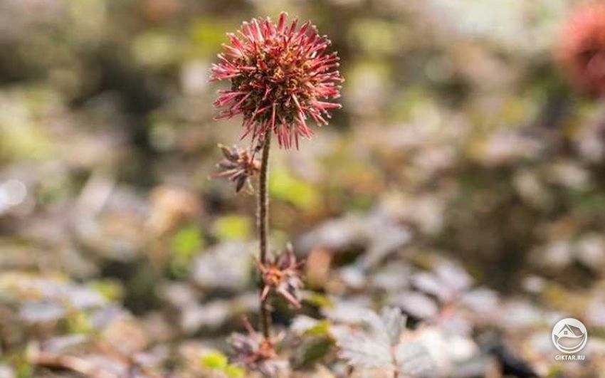Ацена. Соцветие в период цветения. Ацена. Соцветие в период цветения.