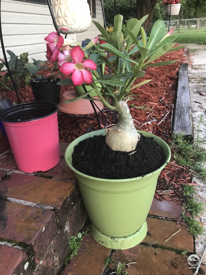 Так волнующе, что наконец, получилось найти пустынную розу!