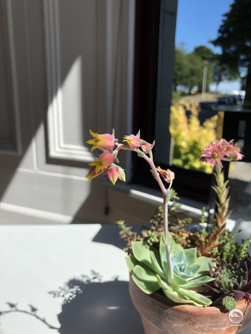 Цветущая эхеверия