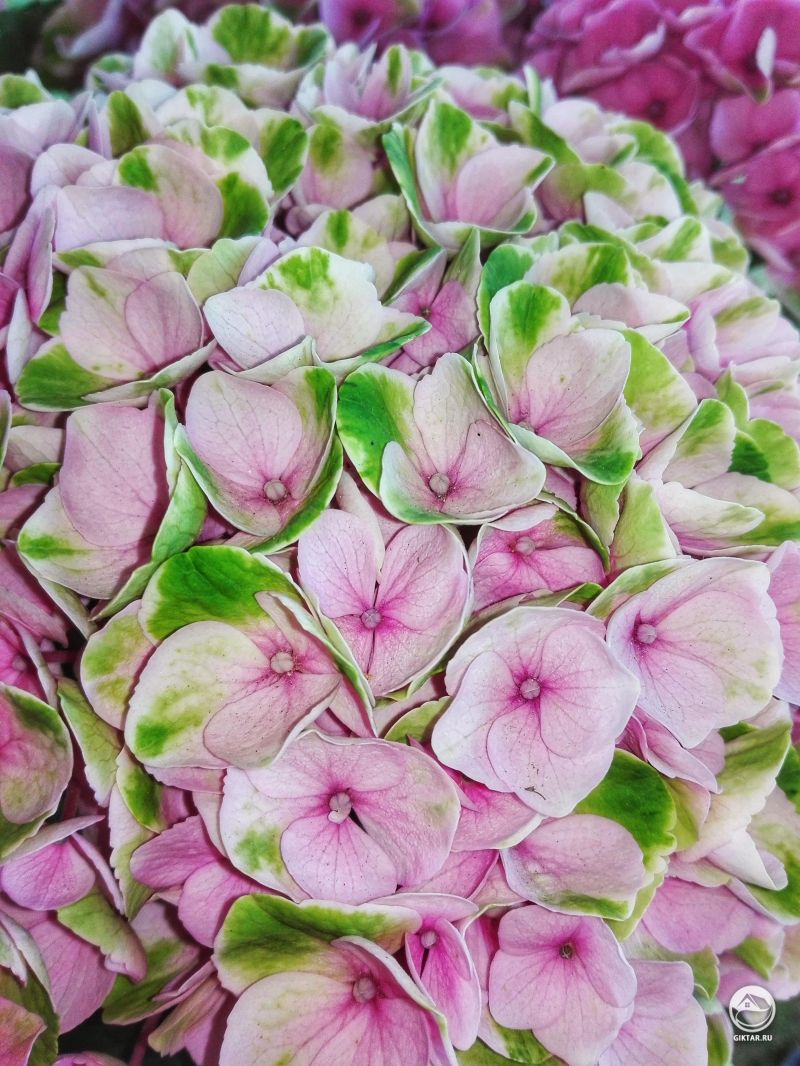 Гортензия зеленовато-розовая