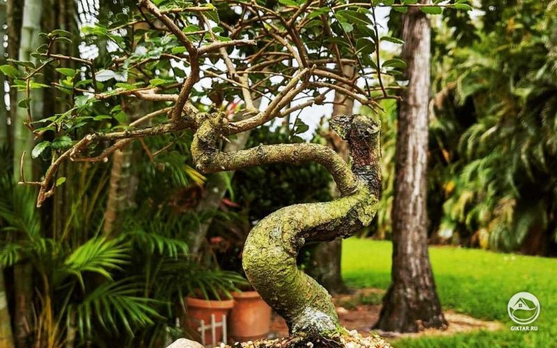 Дзельква или китайский вяз .