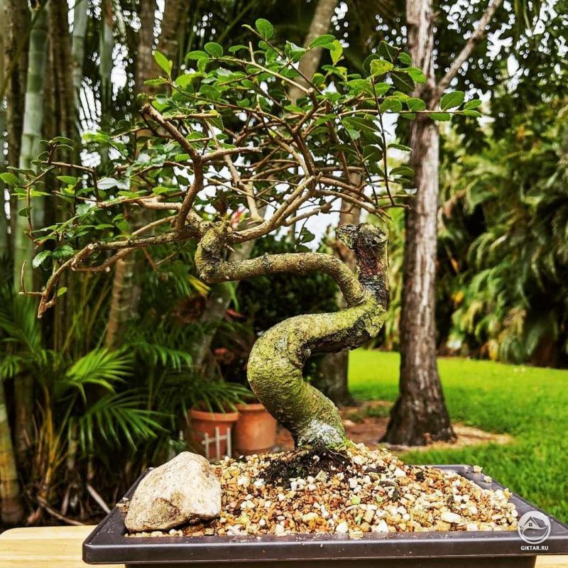 Дзельква или китайский вяз .