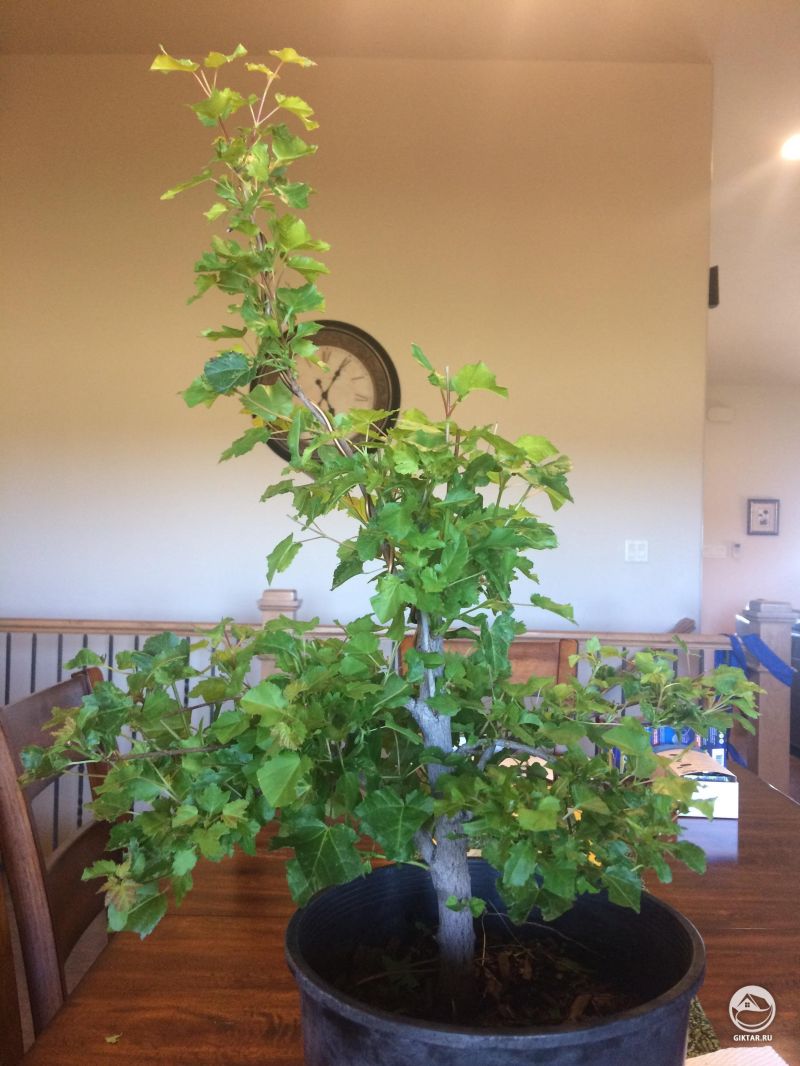 Клен приречный (или гиннала)