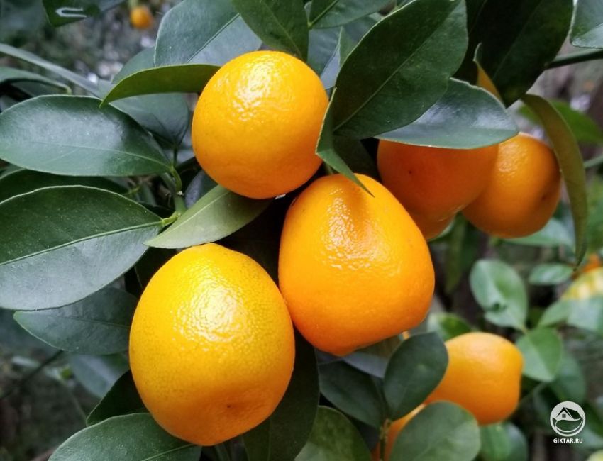 Кумкват Фукуши (Fortunella obovata ) КУмкват Фукуши или Чангшу (Fortunella obovata )