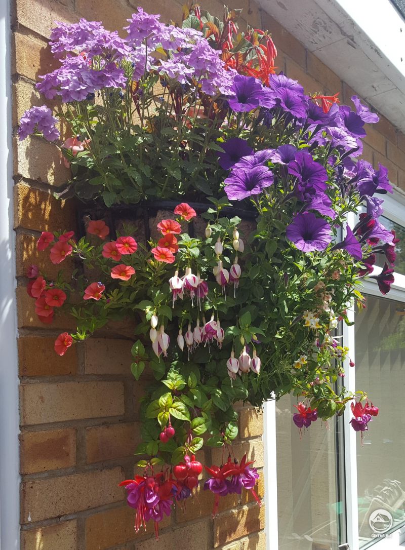 Мама просто обожает висячие корзины.