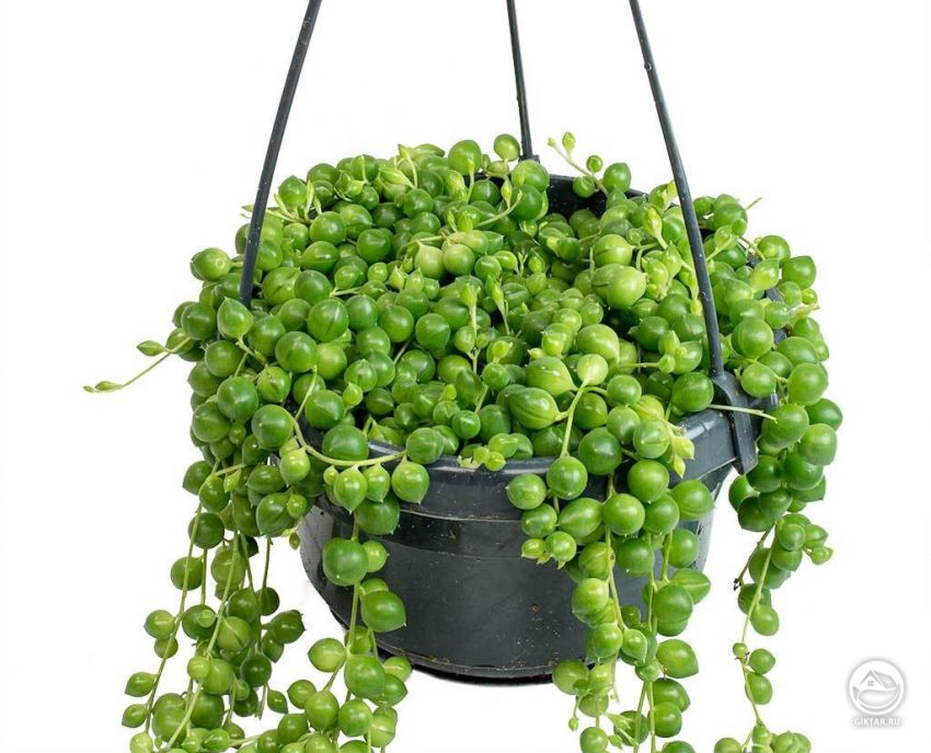 крестовник Роули крестовник Роули - суккулент с листьями-шариками на длинных стеблях.