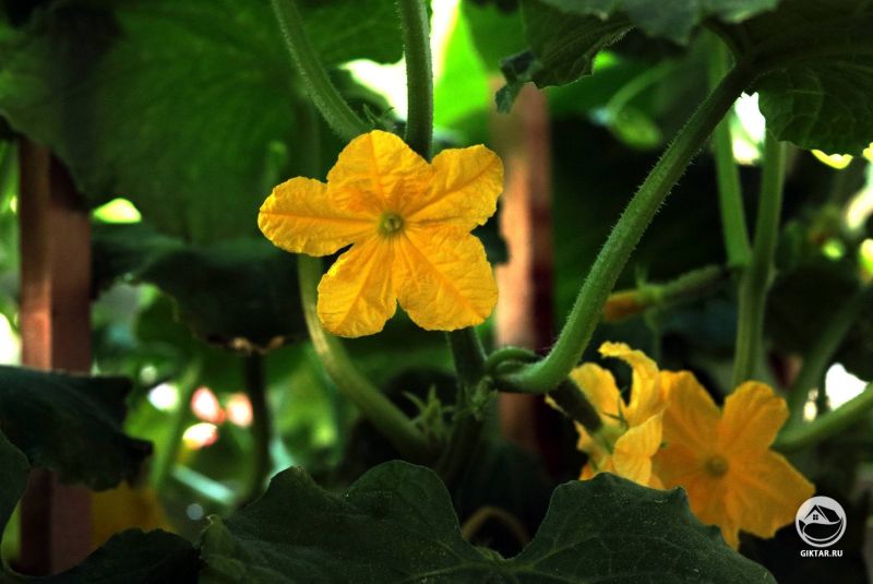 Цветки огурца.