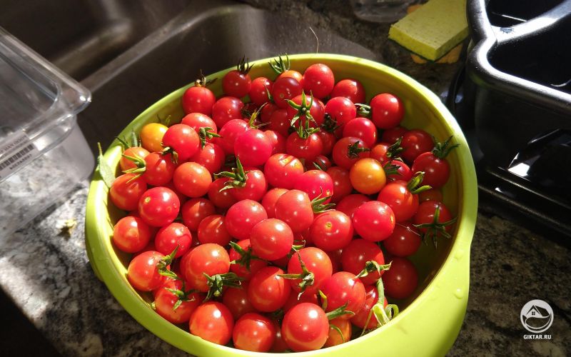 Первый урожай с помидоров.