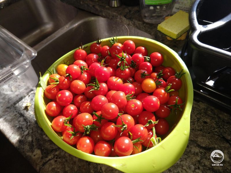 Первый урожай с помидоров.