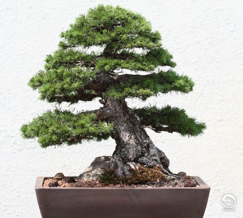фото сосны пиния