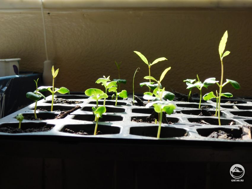 Что делать с выращенными из семян саженцами граната?