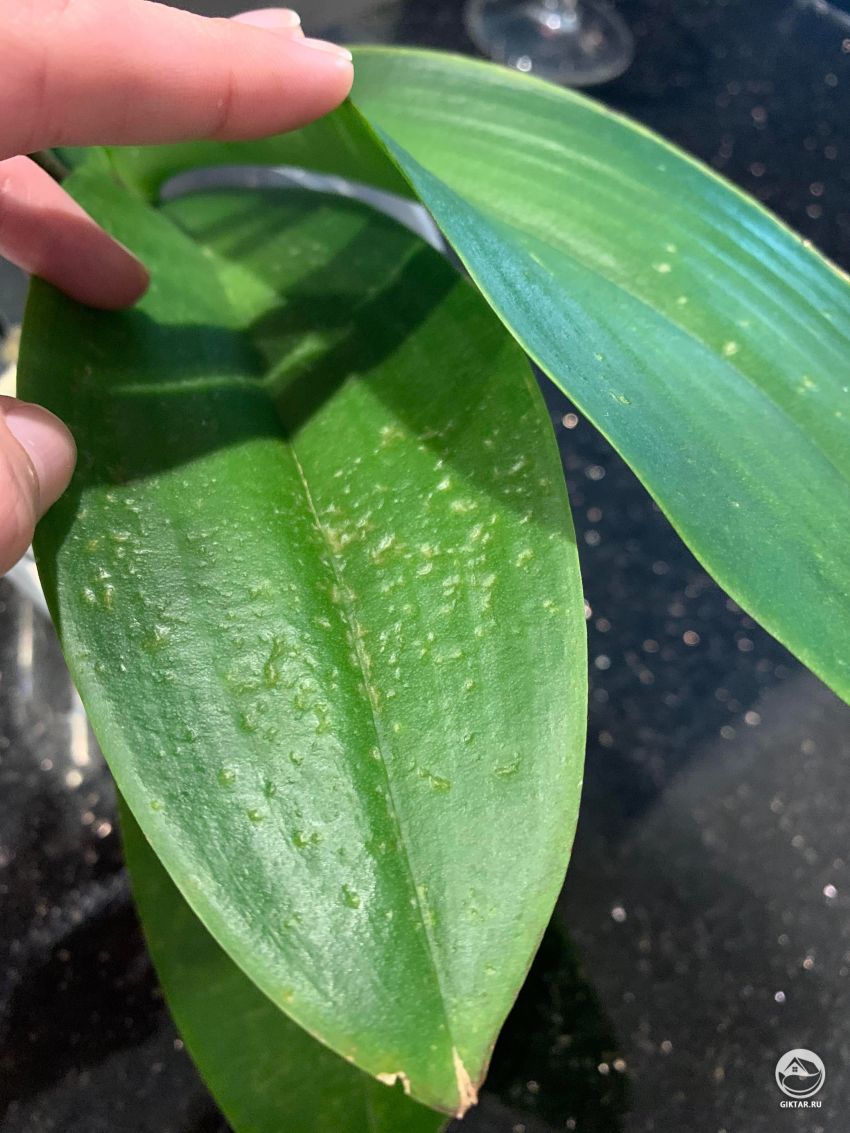 Что случилось с моей орхидеей? На листьях появились высохшие пятна.