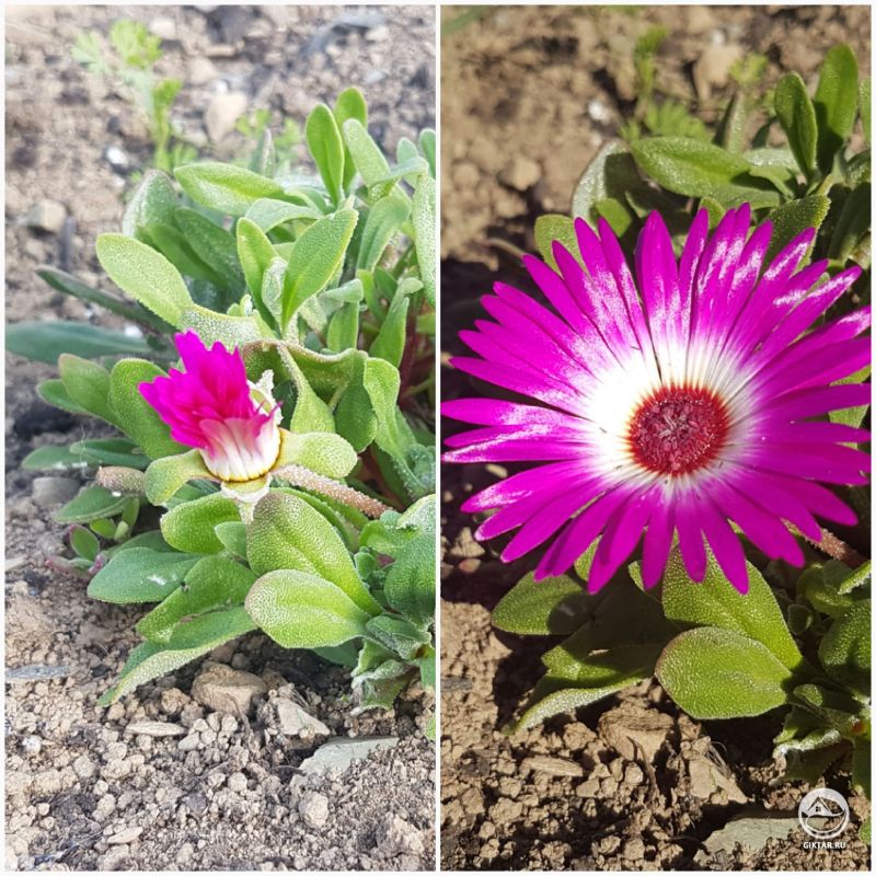 Доротеантус маргаритковидный . Открыт днем, закрыт ночью.