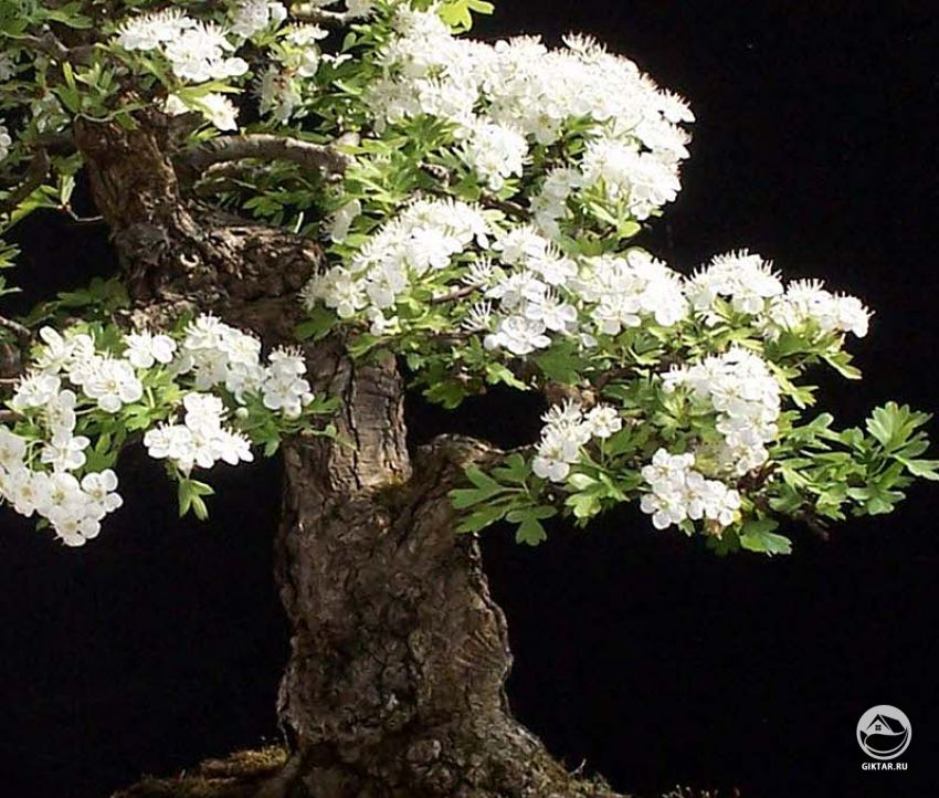 Цветущий боярышник. Бонсай Цветущий боярышник. Бонсай
