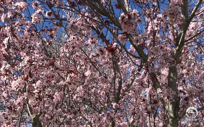 Алыча сорта "Krauter Vesuvius" цветет