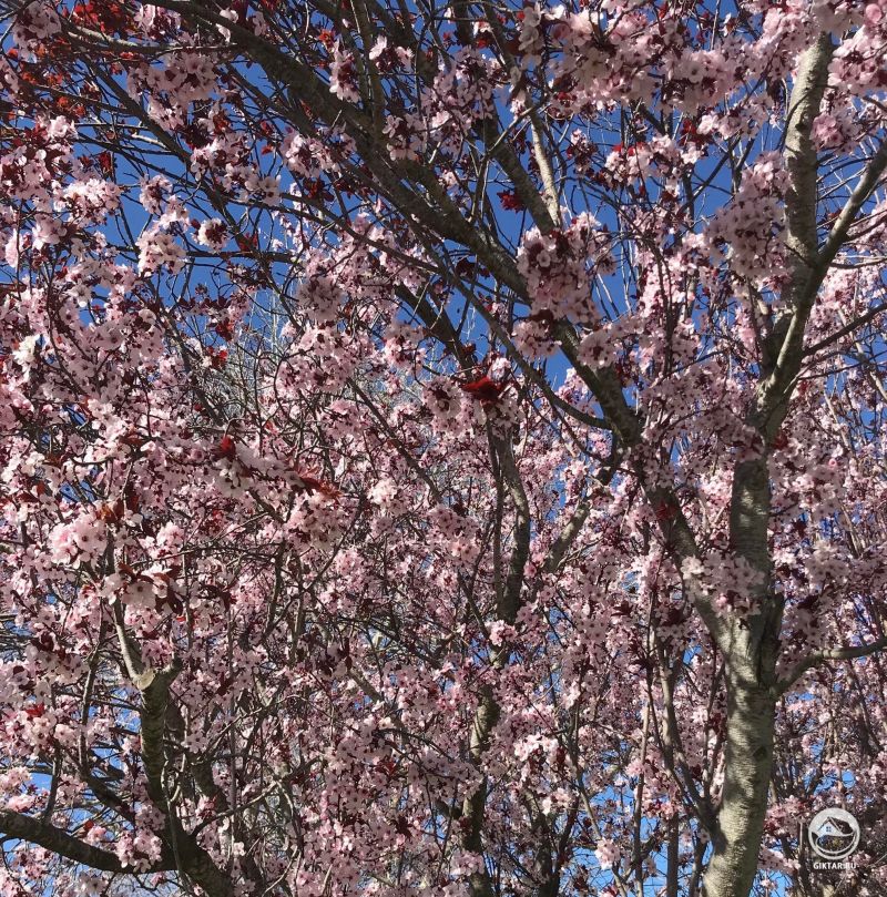 Алыча сорта "Krauter Vesuvius" цветет