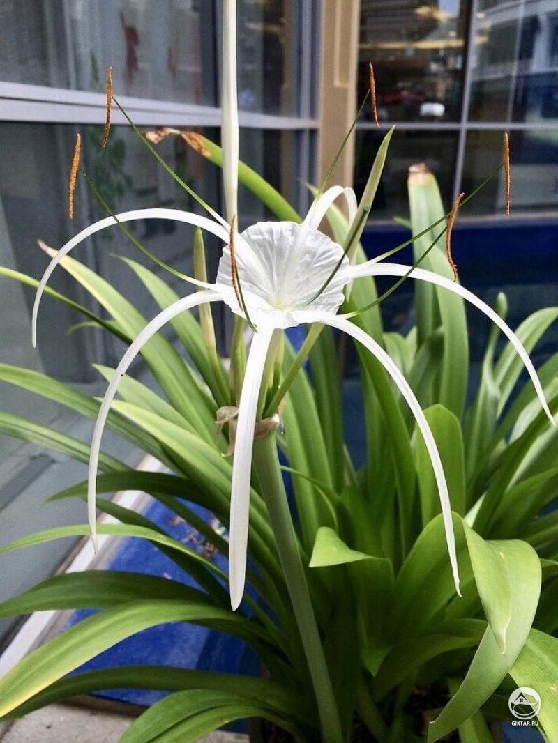 Этот Потрясающий и жуткий цветок. Гименокаллис.