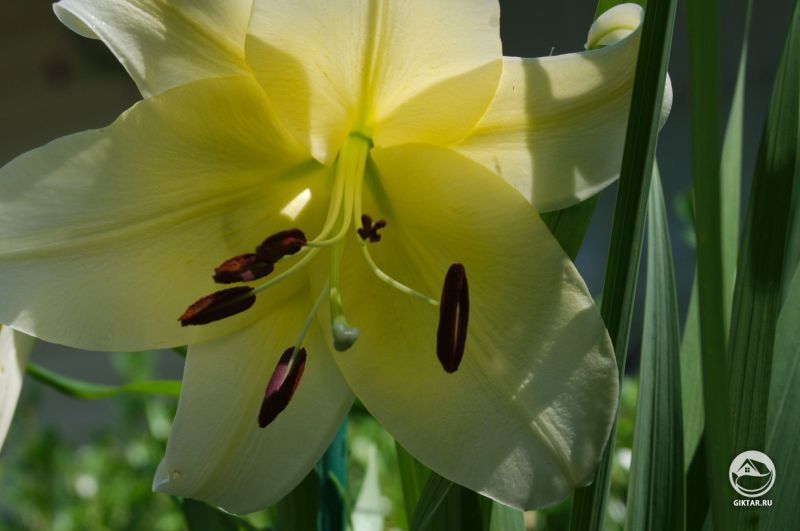 Я думала, что я посадила эту лилию "большой брат" слишком поздно для цветения в этом году, но НЕТ!