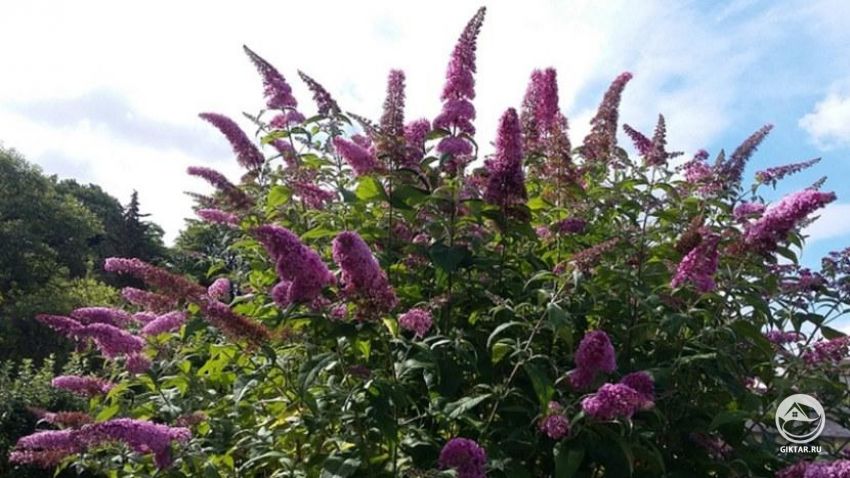 Будлея Давида Будлея Давида. Выращивание