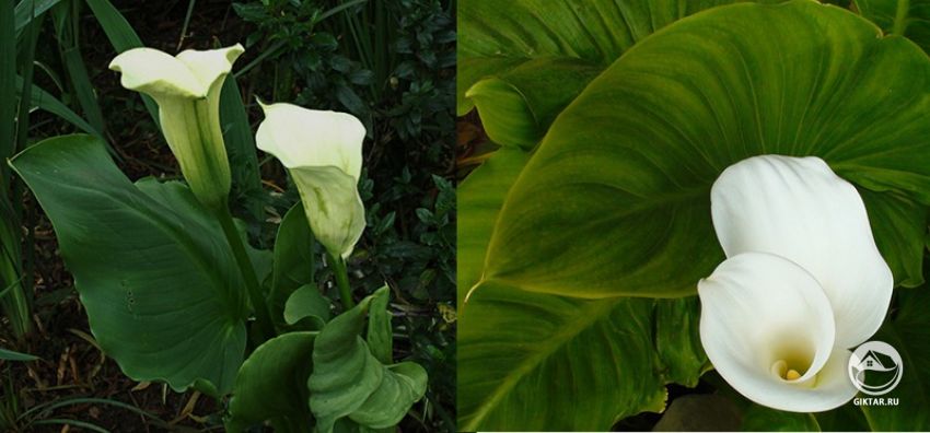 Зантедеския мощная (Zantedeschia valida) Зантедеския мощная (Zantedeschia valida)