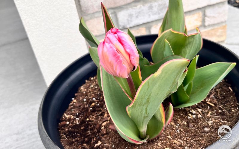 Тюльпаны расцвели