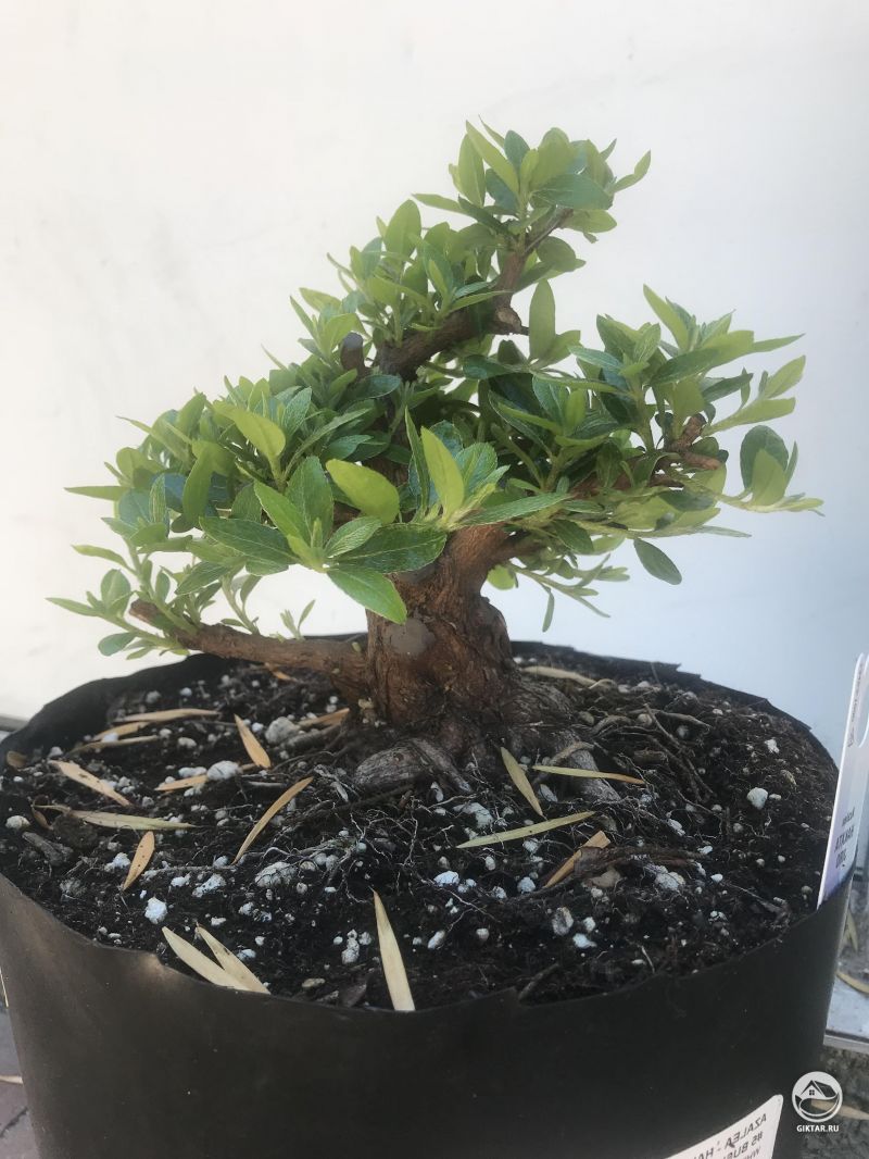 Бонсай Азалия обрастает после основательной стрижки