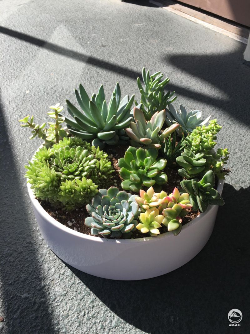 Горшок с суккулентами