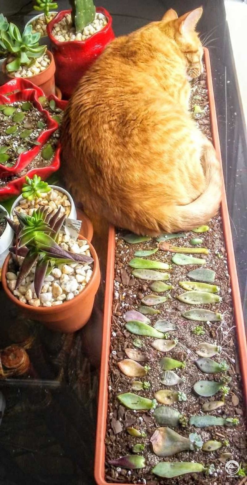 Борьба за место под солнцем