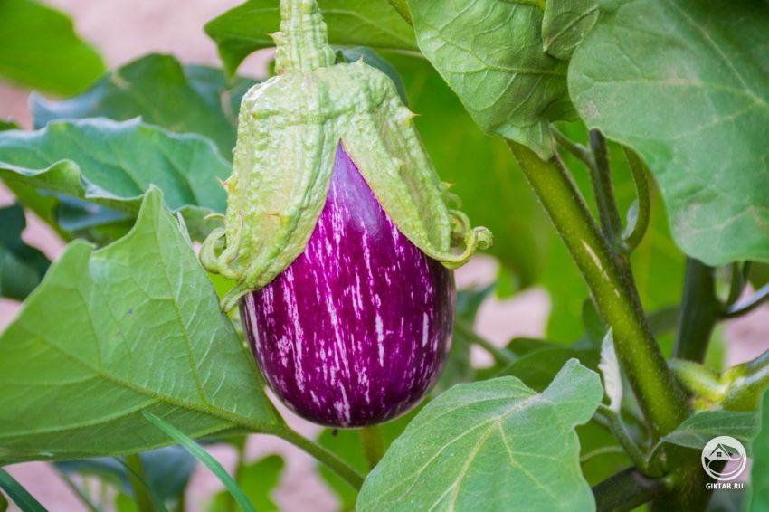 Выращивание баклажанов Выращивание баклажанов