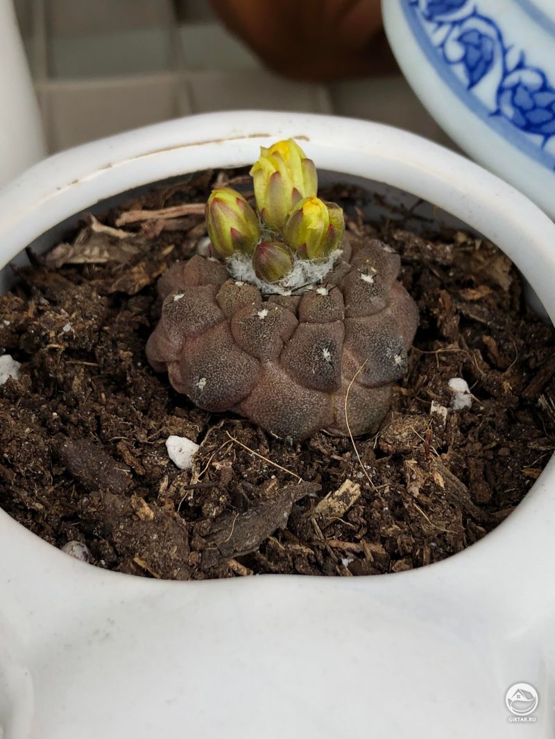 Копьяпоа приземистая с бутонами