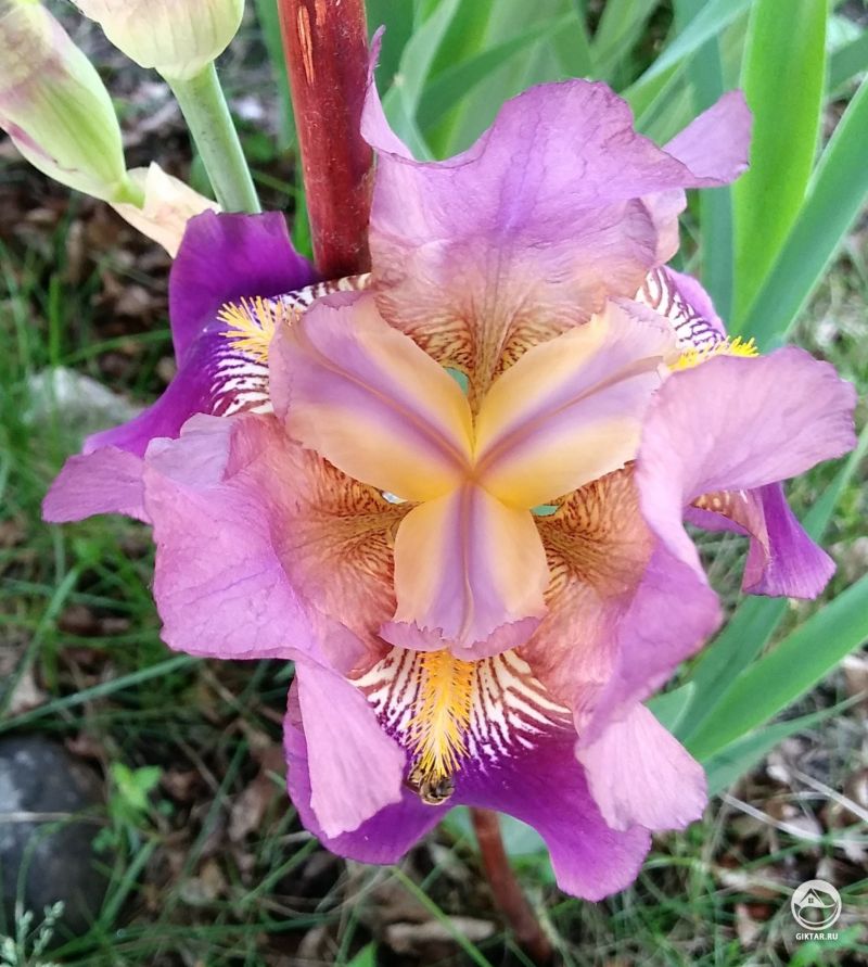 Бородатый ирис, вид сверху потрясающий