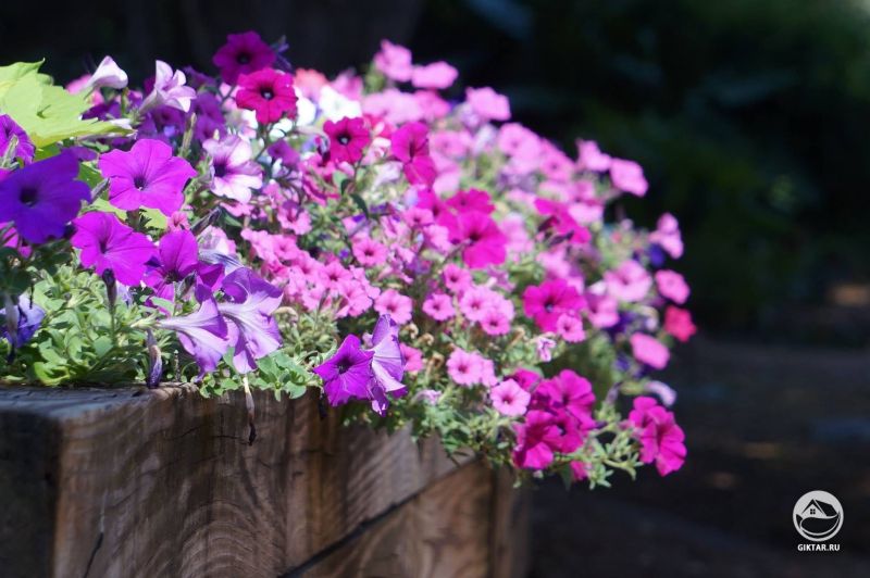 Как же мне нравится разнообразие оттенков петунии