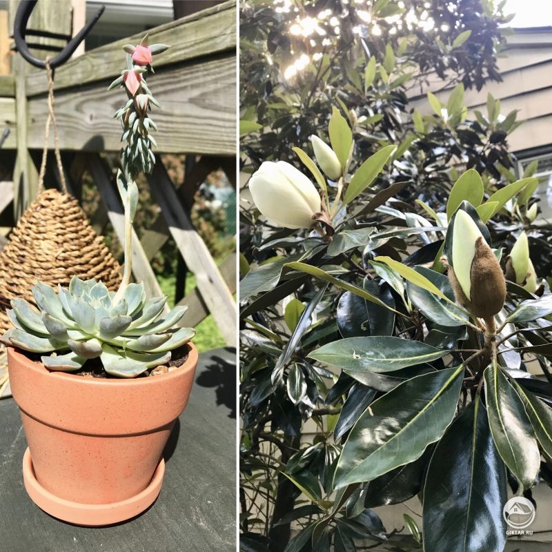 В ожидании цветения