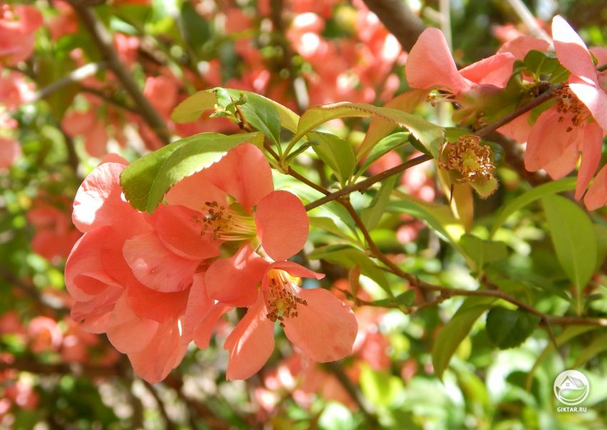 Айва японская или хеномелес японский: выращивание и уход