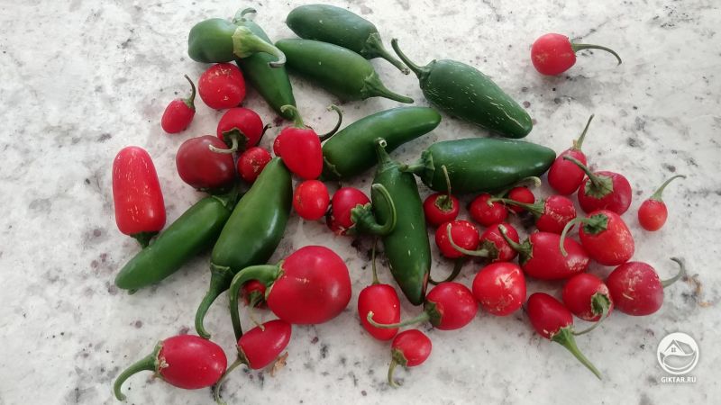 Урожай халапеньо.