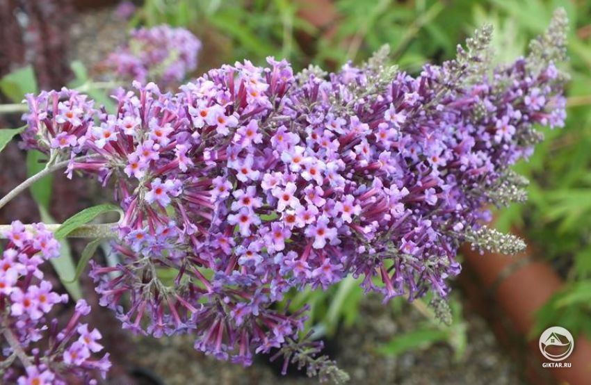 Буддлея или кустарник бабочек