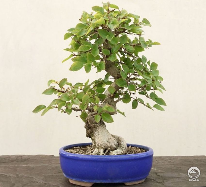 Граб европейский. Бонсай. Граб европейский. Бонсай.