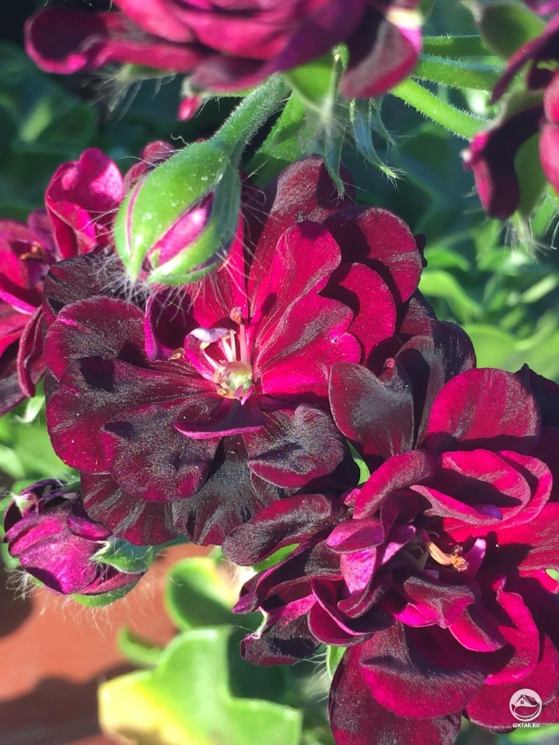 Хотелось бы, чтобы фото могло передать истинный цвет этих цветов, но не получается.