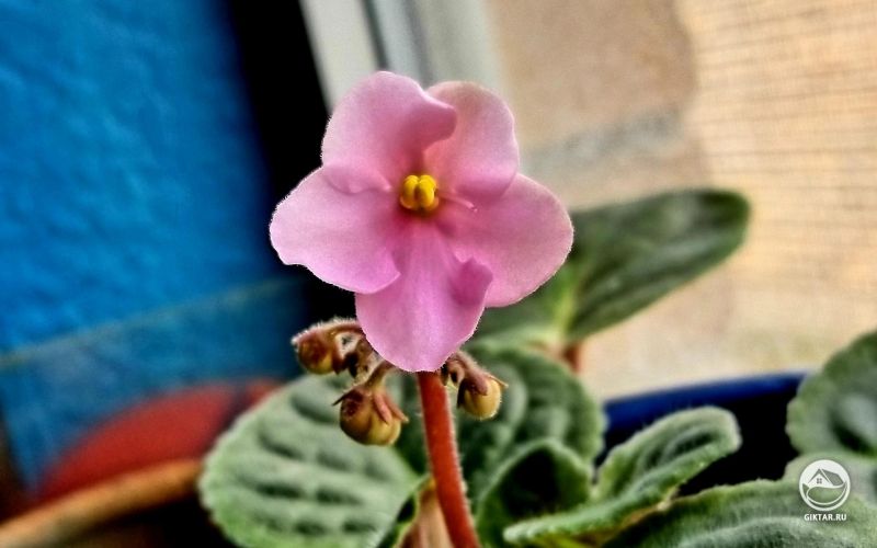 Африканская фиалка