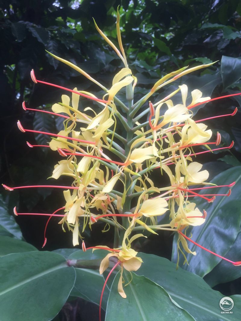 Гедихиум Гарднера только начинают цвести