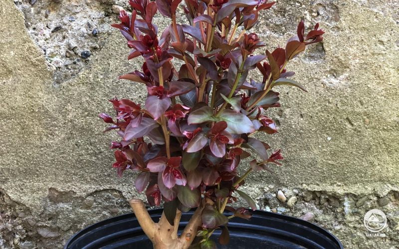 Лагерстремия бонсай