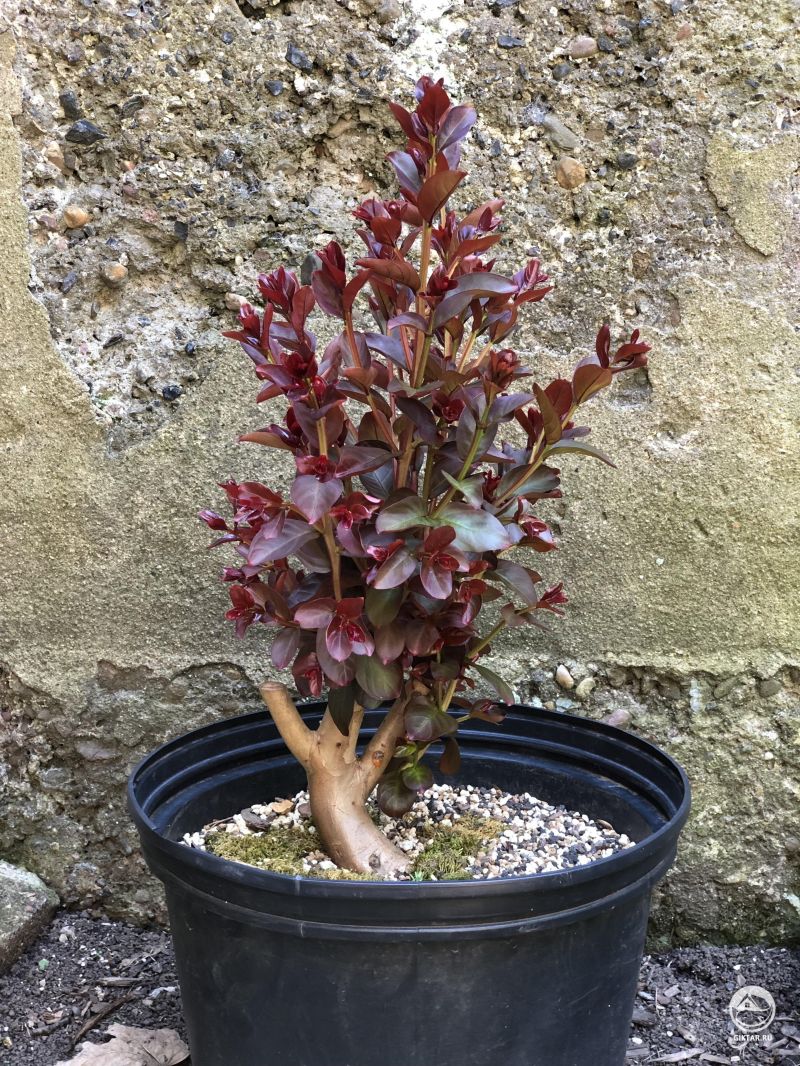 Лагерстремия бонсай