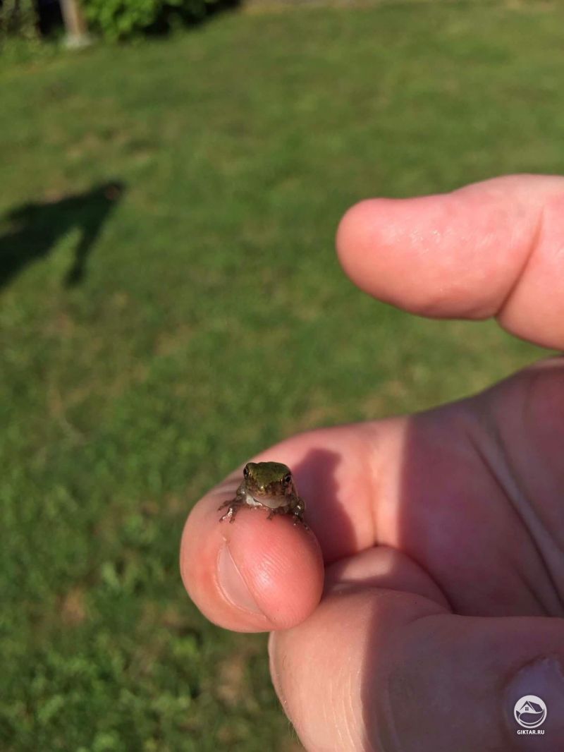 Нашли этого малыша утром в саду